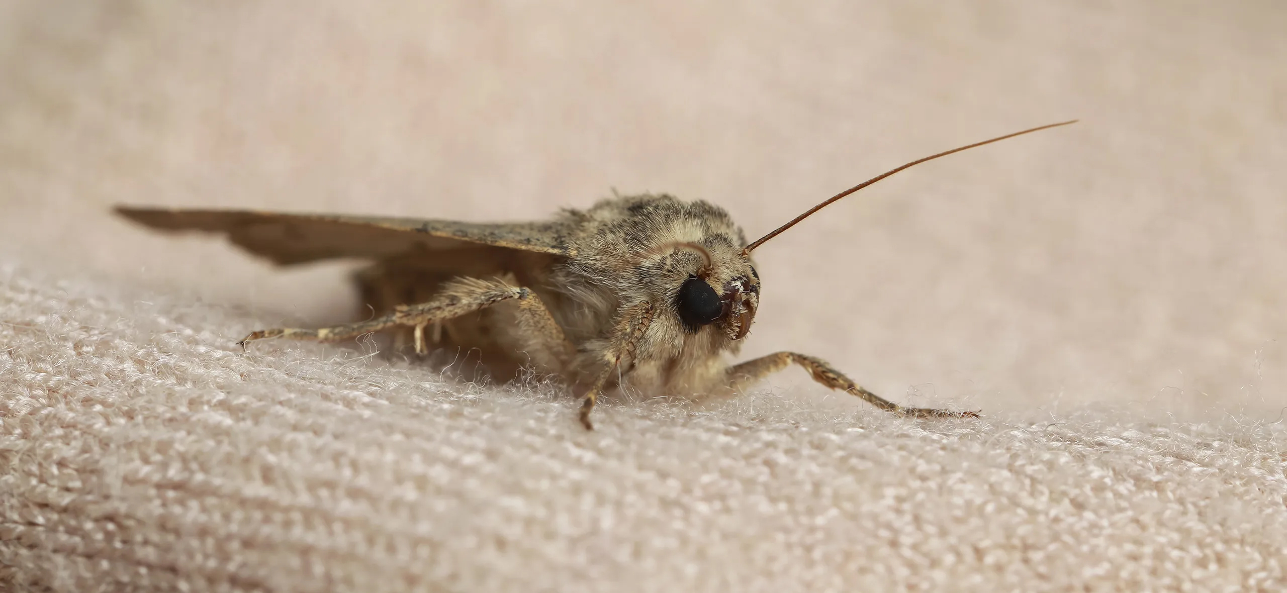 фото: Профессиональная обработка от моли в Романовке: <br/>+7-909-173-42-96